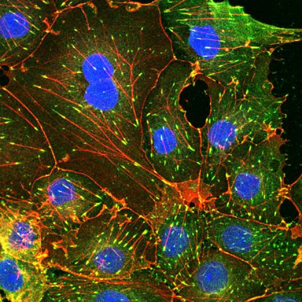 Actin Cytoskeleton Focal Adhesion Staining Kit Fak